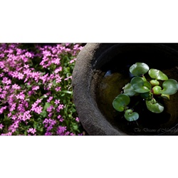 dailyPhoto4